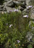 Cardamine seidlitziana