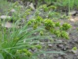 Carex spicata