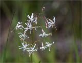 Silene nutans. Соцветие. Карелия, Заонежье, песчаный пляж у границы с сосновым лесом. 25.07.2017.