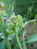 род Muscari