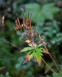 Geranium sylvaticum