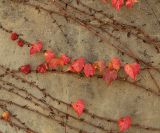 Parthenocissus tricuspidata