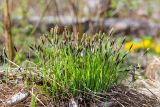 Carex cespitosa