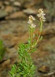 Atraphaxis frutescens. Верхушка цветущей ветви. Челябинская обл., Кизильский р-н, Богдановское сельское поселение, окр. пос. Грязнушинский, долина р. Урал, верхушка прибрежного скальника, степь. 13 июня 2019 г.