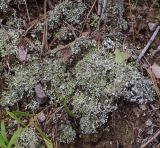 Cladonia foliacea. Слоевища. Пермский край, г. Пермь, Кировский р-н, заброшенный песчаный карьер, на почве. 10.08.2019.