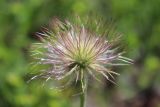 Pulsatilla patens. Плод. Республика Алтай, Усть-Коксинский р-н, Уймонская долина, окр. с. Усть-Кокса, опушка смешанного леса. 29.05.2019.