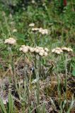 Antennaria lanata