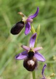 Ophrys bertolonii подвид catalaunica. Цветки. Испания, автономное сообщество Каталония, провинция Жирона, комарка Сельва, муниципалитет Сускеда, окр. деревни Сант-Марти-Сакальм, 835 м н.у.м., луг. 23.05.2020.