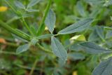 Medicago sativa. Часть побега (видна верхняя сторона листа). Республика Адыгея, г. Майкоп, восточная окраина, у мусульманского кладбища, редко используемая автомобильная колея на лугу. 13.06.2020.