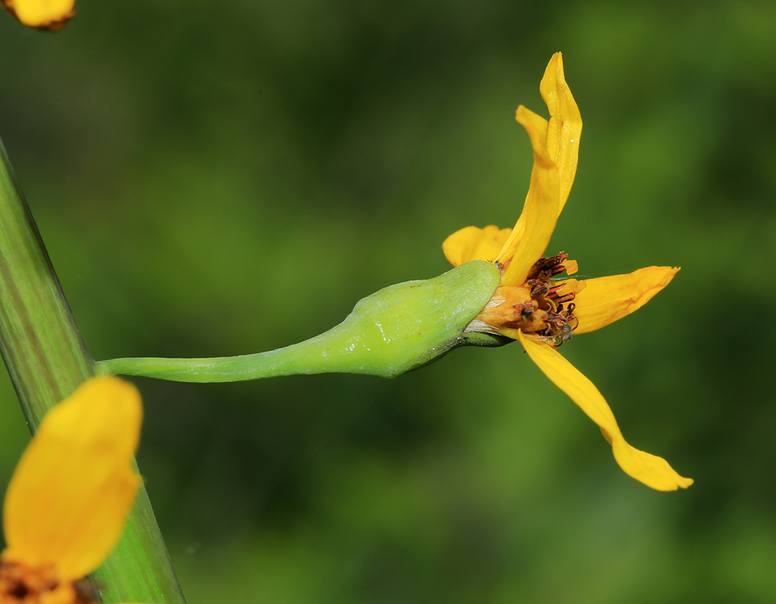 Изображение особи Ligularia schmidtii.