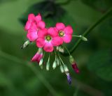 Oxalis tetraphylla