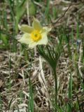 Pulsatilla orientali-sibirica. Верхушка цветущего растения. Иркутская обл., Иркутский р-н, р. Иркут, о. Беляева, луг. 30.05.2020.