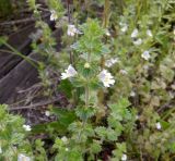 род Euphrasia