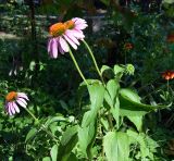 Echinacea purpurea