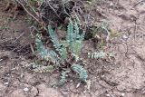 Oxytropis baissunensis