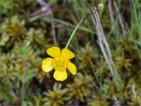 Ranunculus repens. Цветок. Карелия, Ладожское озеро, о. Есусаарет, моховая подушка в скальной расщелине. 13.06.2021.