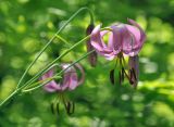 Lilium cernuum