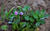 Silene colorata. Цветущее растение. Марокко, обл. Рабат - Сале - Кенитра, г. Рабат, окраина каменисто-песчаного пляжа. 07.01.2023.