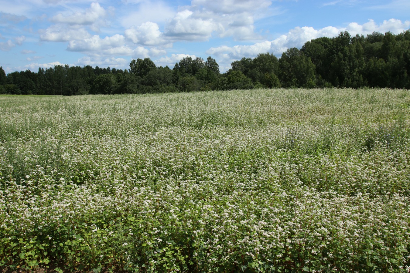 Изображение особи Fagopyrum esculentum.