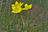 Anemonastrum speciosum. Соцветие. Карачаево-Черкесия, Домбай, гора Мусса-Ачитара, 2800 м н.у.м. 04.07.2011.