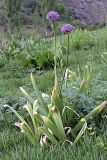 Allium stipitatum