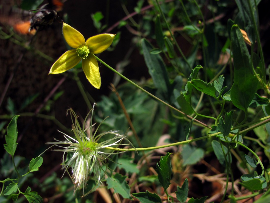 Изображение особи Clematis orientalis.