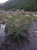 Cirsium pugnax. Цветущее растение на берегу горной реки. Кабардино-Балкария, Зольский р-н, долина Джилы-Су.