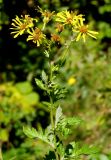 Senecio grandidentatus