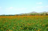 Trollius asiaticus. Аспект цветущего жарка на лугу. Хакасия, долина реки Белый Июс. Июнь 2006 г.