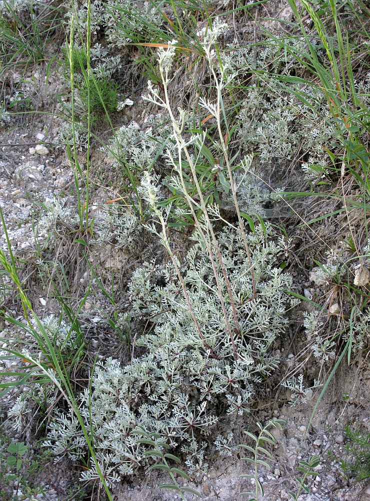 Изображение особи Artemisia hololeuca.