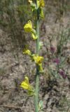 Linaria genistifolia. Часть соцветия. Крым, Сакский р-н, песчаный пляж между Поповкой и Штормовым. 1 июня 2013 г.