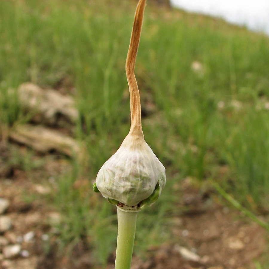 Изображение особи Allium atroviolaceum.
