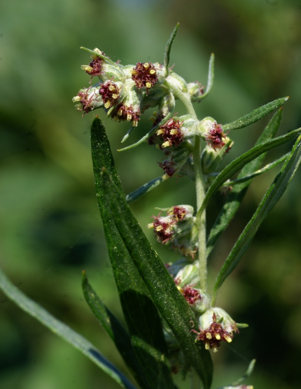 Изображение особи Artemisia umbrosa.