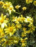 Senecio vernalis