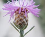 Centaurea jacea subspecies substituta. Обёртка соцветия. Черноморское побережье Кавказа, щель Прасковеевская, пустырь в посёлке. 23.08.2013.