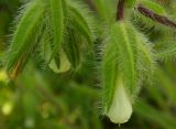 Onosma visianii