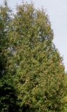 Thuja occidentalis