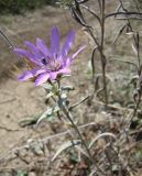 Xeranthemum annuum