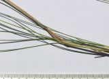 Festuca valesiaca