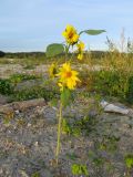 Helianthus annuus. Цветущее растение. Томск, ул. Мостовая, пустырь на месте ликвидированной стихийной свалки. 07.09.2016.