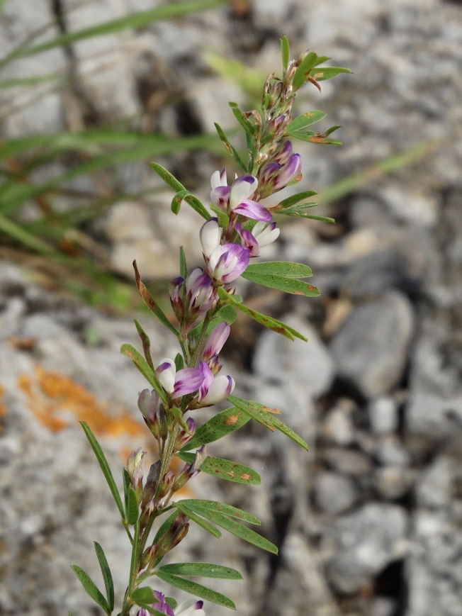 Изображение особи Lespedeza juncea.