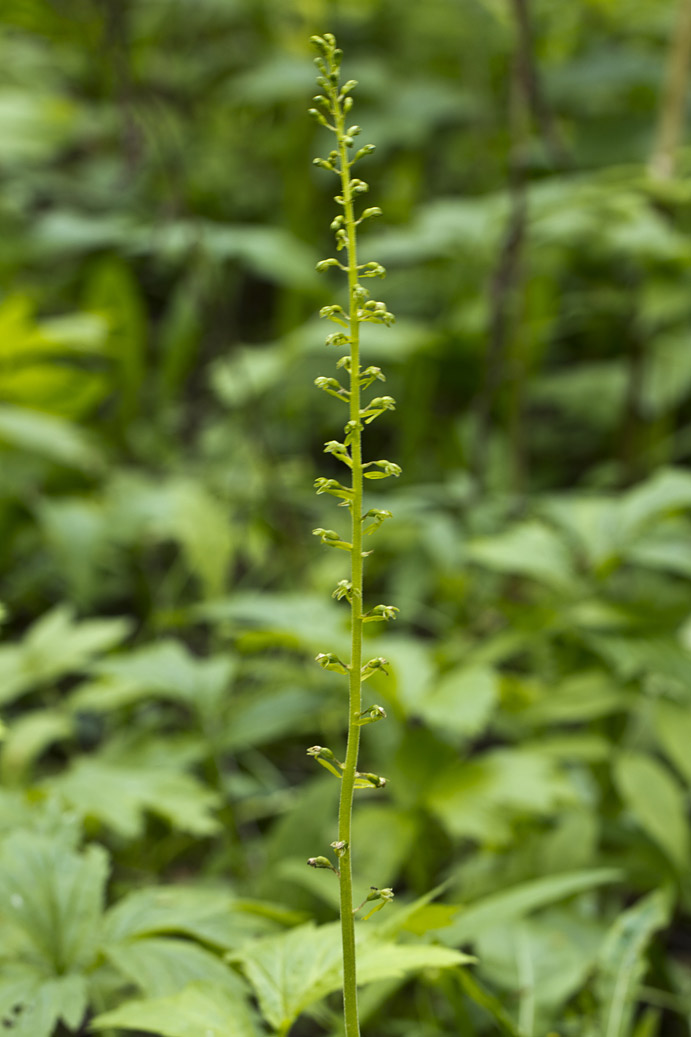 Изображение особи Listera ovata.