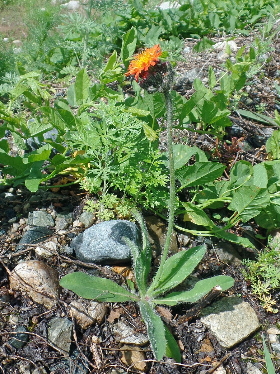 Изображение особи Pilosella aurantiaca.