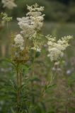 Filipendula ulmaria