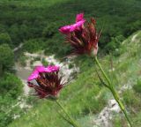 Dianthus capitatus. Верхушки побегов с соцветиями. Краснодарский край, Абинский р-н, окр. станицы Шапсугская, скальное обнажение на склоне к р. Адегой. 12.06.2017.