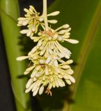 Carica papaya