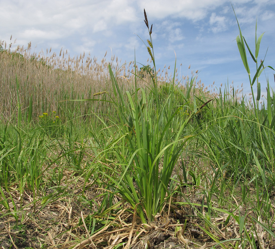 Изображение особи Carex riparia.