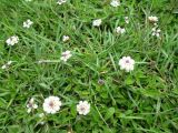 Lippia nodiflora