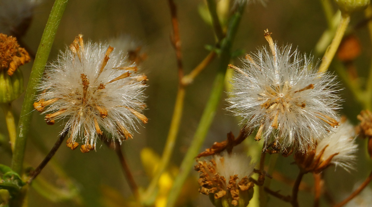 Изображение особи Senecio jacobaea.