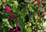 Mirabilis jalapa